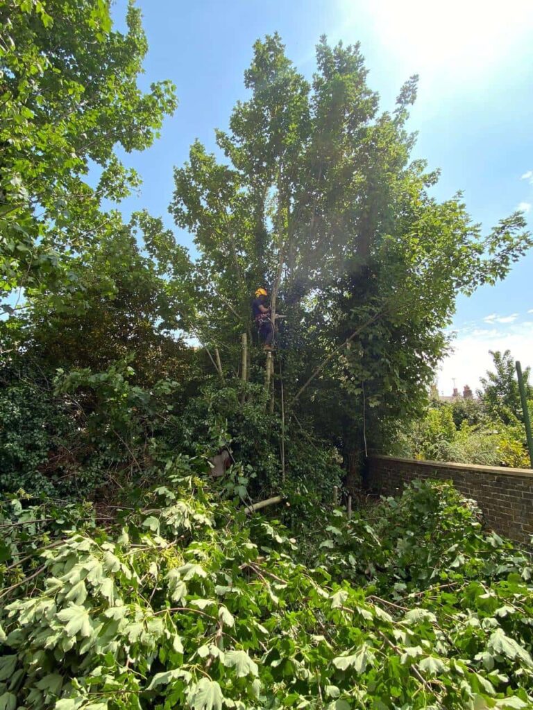 This is a photo of an overgrown garden, where the trees are being felled. There is a tree surgeon standing on the tree cutting the branches off, and there are lots of branches below him that have already been felled. Photo taken by Linton Tree Surgeons.