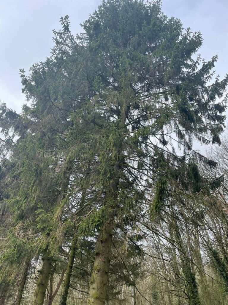 This is a photo of an overgrown garden, with many large trees at the end of it which are being felled. Photo taken by Linton Tree Surgeons.