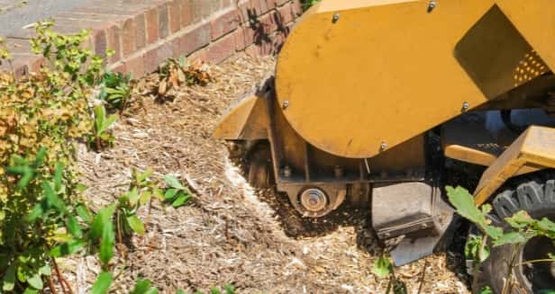 This is a photo of a stump grinding machine being used to remove a tree stump in a garden. Photo taken by Linton Tree Surgeons.