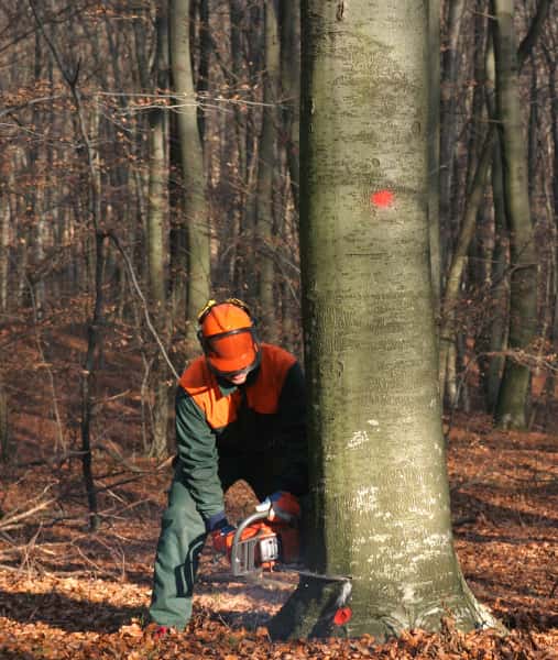 This is a photo of a tree surgeon cutting into the base of a large tree which is being felled. He is using a petrol chainsaw. The tree is about sixty inches wide. Photo taken by Linton Tree Surgeons.