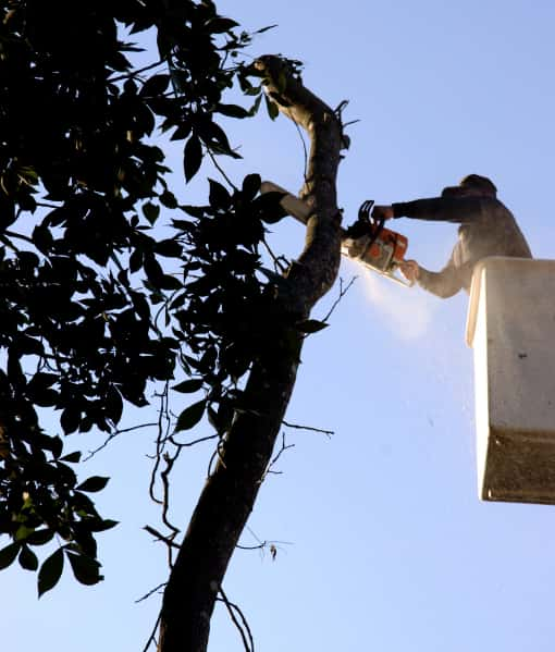 This is a photo of an arborist up a cherry picker, carrying out tree pruning. Photo taken by Linton Tree Surgeons.