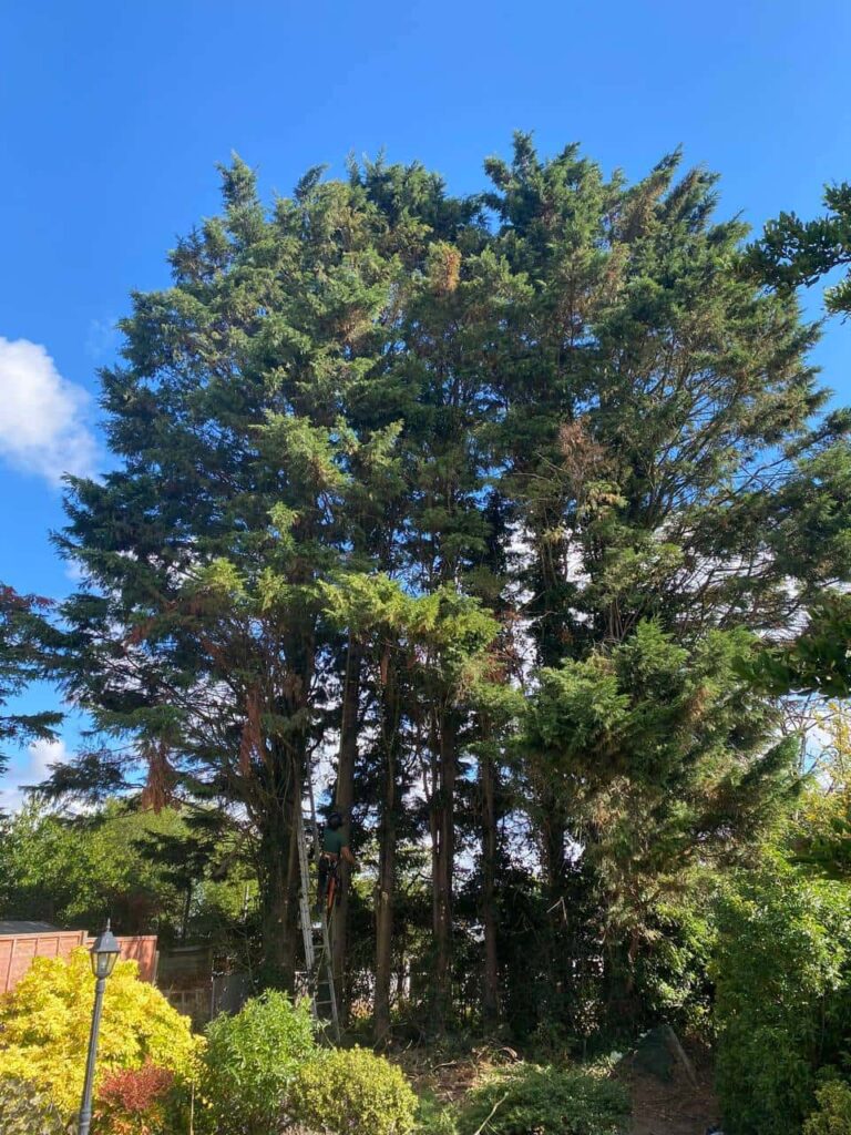 This is a photo of a garden with eight massive trees at the end of the garden. The tree surgeon is just starting work, and is carrying out a mixture of tree pruning, and crown reduction. Photo taken by Linton Tree Surgeons.