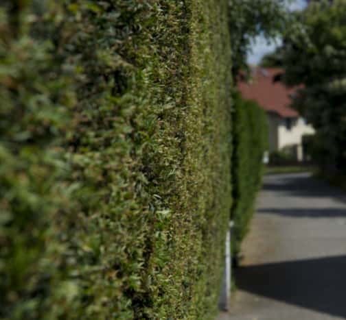 This is a photo of hedge cutting running along the front of a house and the road is also visible. Photo taken by Linton Tree Surgeons.