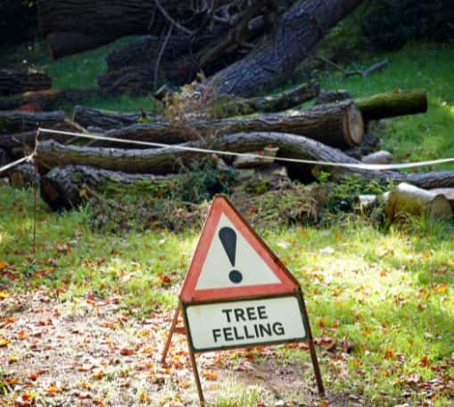 This is a photo of a sign that says 'TREE FELLING' there are sections of tress in the background as well.