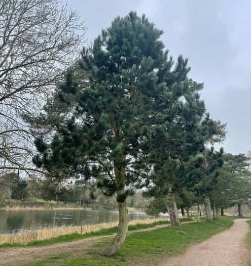 This is a photo of a well groomed tree located in a park, there is a path to the right hand side, and a lake to the left hand side. Photo taken by Linton Tree Surgeons.