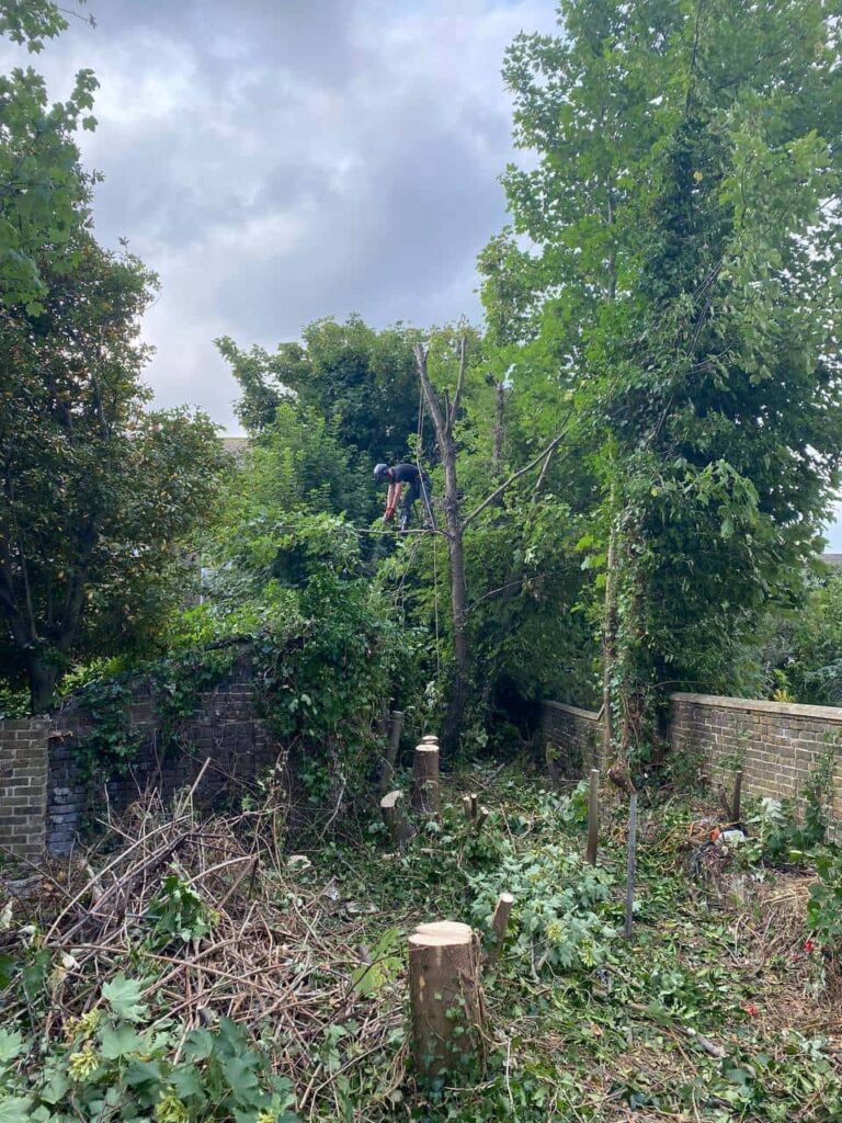 This is a photo of an overgrown garden, where the trees are being felled. Four large trees have already been felled, and there is a tree surgeon standing on the final one, about to cut it down. Photo taken by Linton Tree Surgeons.