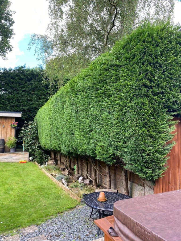 This is a photo of a hedge that has just been trimmed in a garden. The hedge is about 10 Metres long and runs along the right hand side along the garden iteslf. Photo taken by Linton Tree Surgeons.