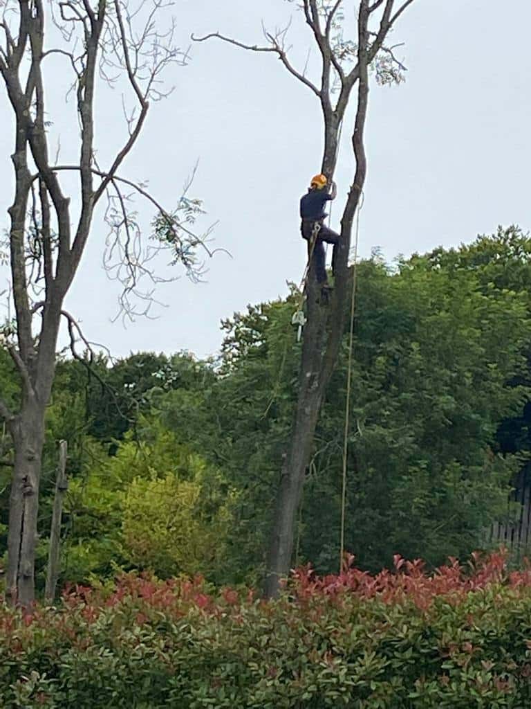 This is a photo of a professional tree surgeon who has climbed a tree, and is removing limbs from it. He is removing the tree completely in sections. Photo taken by Linton Tree Surgeons.