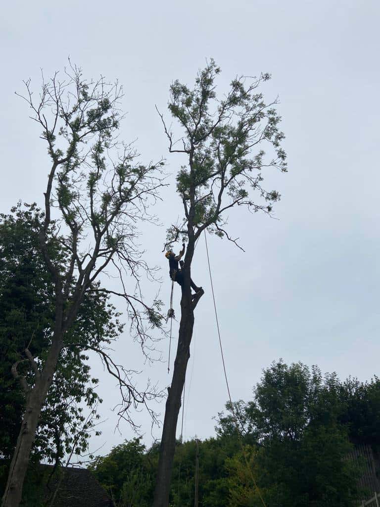 This is a photo of a professional tree surgeon who has climbed a tree, and is removing limbs from it. He is removing the tree completely in sections. Photo taken by Linton Tree Surgeons.