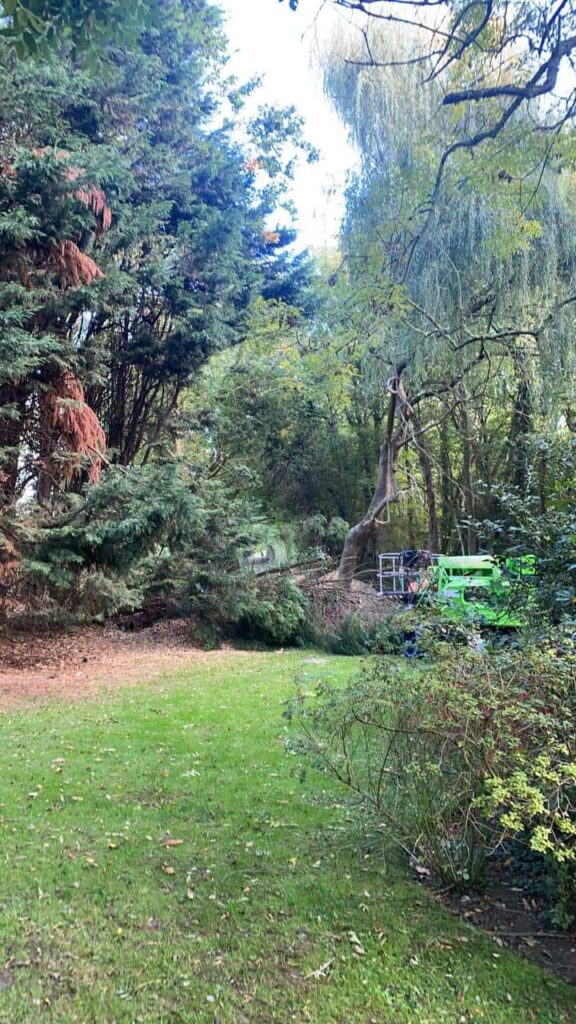 This is a photo of an overgrown garden, with many large trees at the end of it which are being felled. There is a cherry picker in the photo which is being used to gain access. Photo taken by Linton Tree Surgeons.